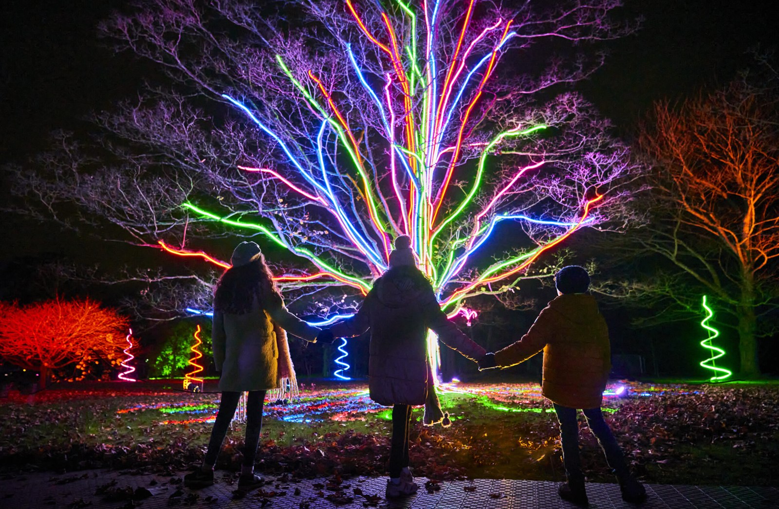 Lightscape at San Francisco Botanical Garden