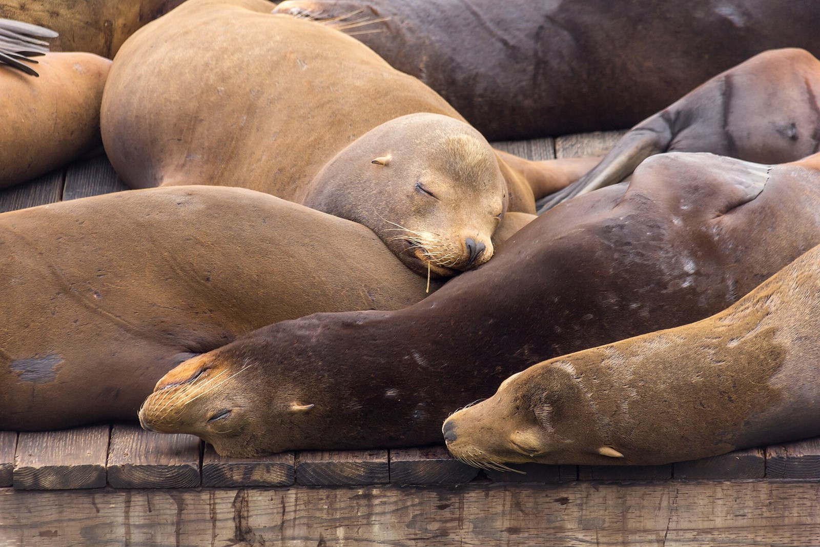 PIER 39 Sea Lions · archival location photograph